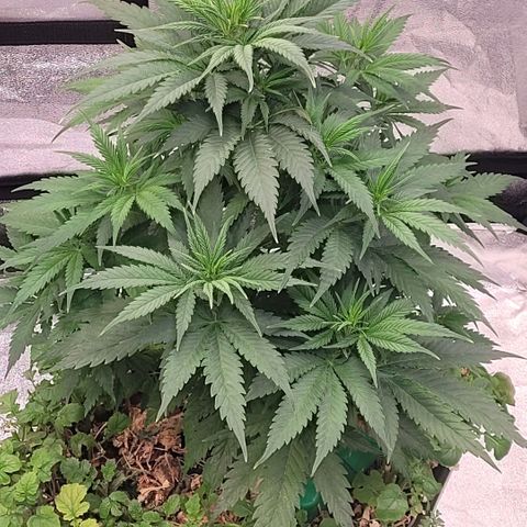 Berry growlog photo: Ordentlich zu gelegt hat sie