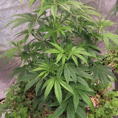 Pearli growlog timeline photo