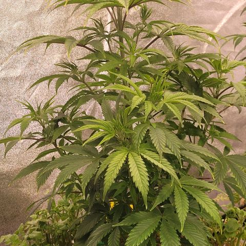 Pearli growlog timeline photo