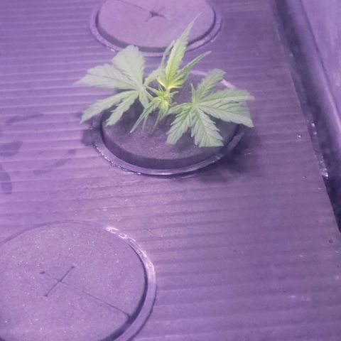 Cookies OG Kloni #2 growlog timeline photo