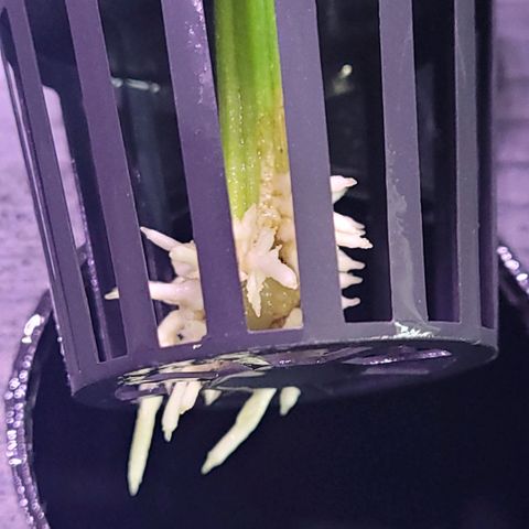 Cookies OG Kloni #1 growlog timeline photo