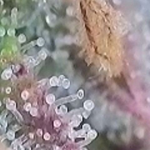 BubbleGum #2 growlog photo: Trichome am höchsten Punkt 