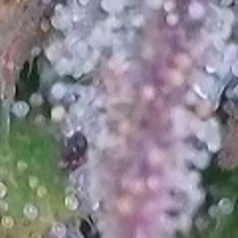 BubbleGum #2 growlog photo: Trichome am höchsten Punkt 