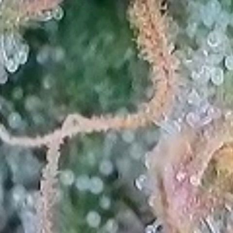 BubbleGum #2 growlog photo: Trichome der zweiten Reihe