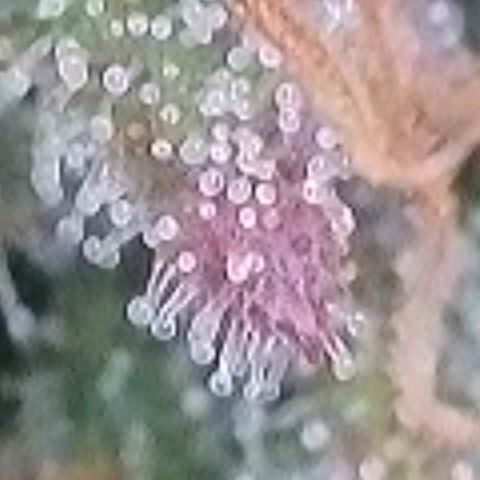 BubbleGum #2 growlog photo: Trichome der zweiten Reihe