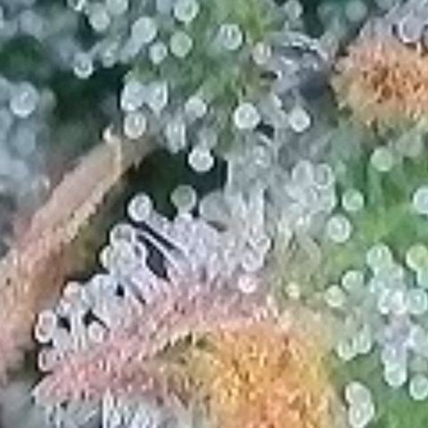 BubbleGum #2 growlog photo: Trichome der zweiten Reihe