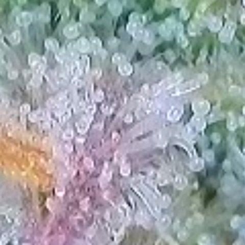 BubbleGum #2 growlog photo: Trichome der zweiten Reihe