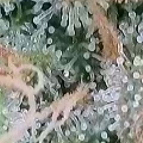 BubbleGum #2 growlog photo: Trichome der zweiten Reihe