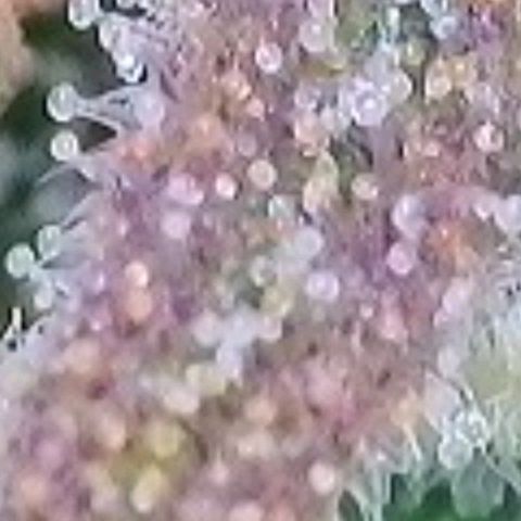 BubbleGum #2 growlog photo: Trichome der zweiten Reihe