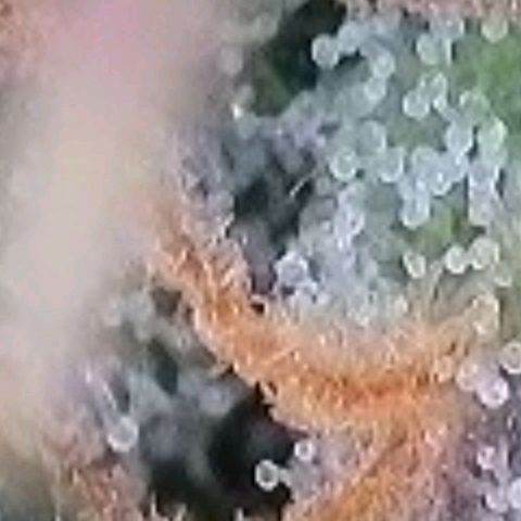 BubbleGum #2 growlog photo: Trichome der zweiten Reihe