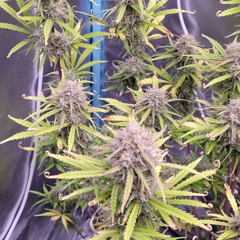 BubbleGum #2 growlog timeline photo