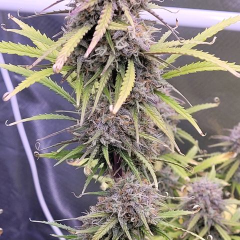 BubbleGum #2 growlog timeline photo