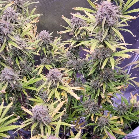 BubbleGum #2 growlog timeline photo