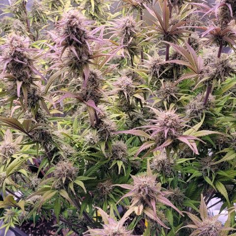 BubbleGum #1 growlog timeline photo