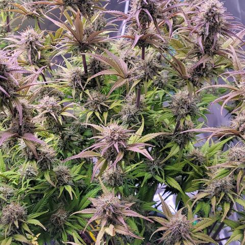 BubbleGum #1 growlog timeline photo