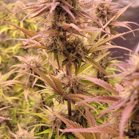 BubbleGum #1 growlog timeline photo