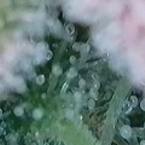 BubbleGum #1 growlog timeline photo