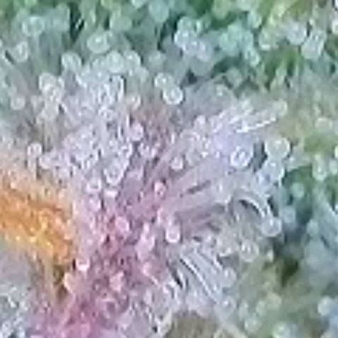 BubbleGum #1 growlog timeline photo
