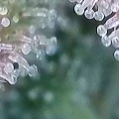 BubbleGum #1 growlog timeline photo