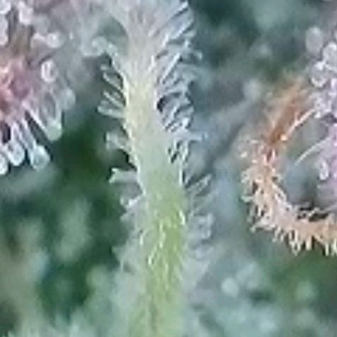 BubbleGum #1 growlog timeline photo