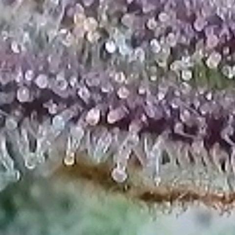 BubbleGum #1 growlog timeline photo