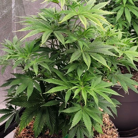 Pearli growlog timeline photo