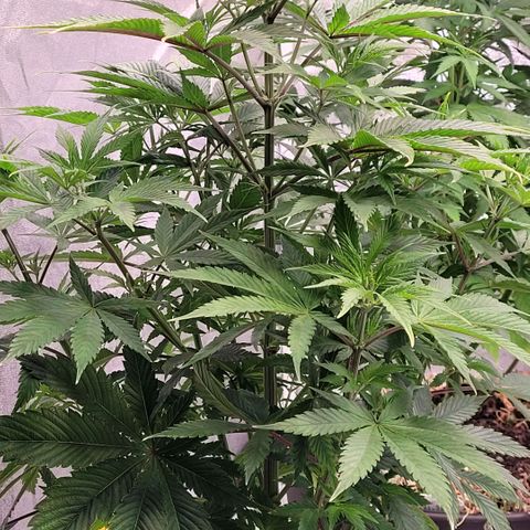 Pearli growlog timeline photo
