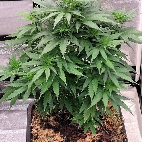 Berry growlog timeline photo