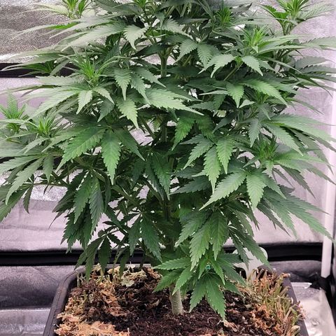 Berry growlog timeline photo