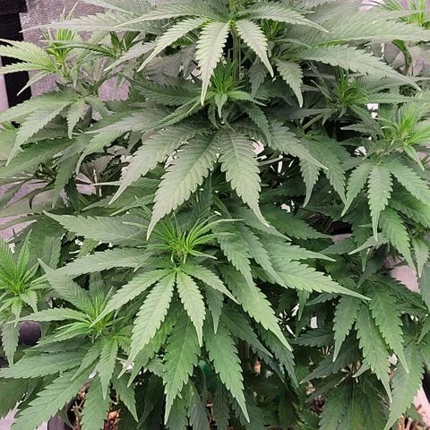 Berry growlog timeline photo