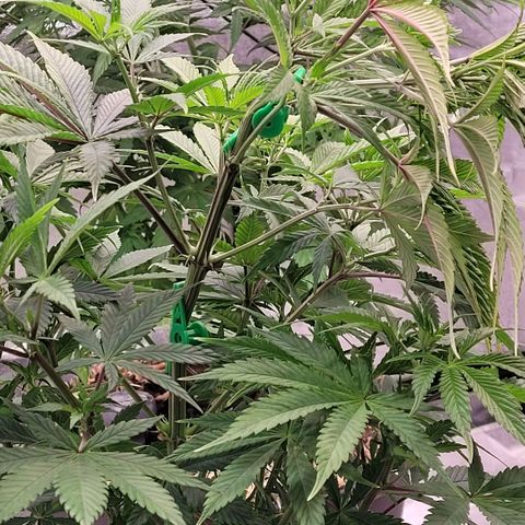 Pearli growlog timeline photo