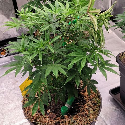 Pearli growlog timeline photo