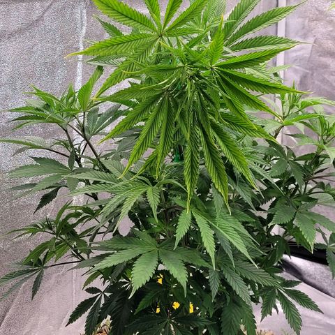 Pearli growlog timeline photo