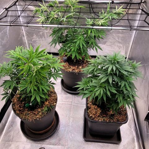 Berry growlog timeline photo