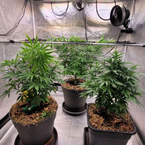 Berry growlog timeline photo