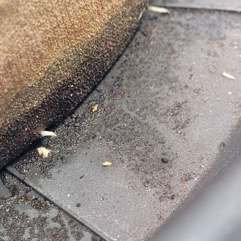 Pearli growlog photo: Bei ihr kommen gleich 2 Wurzelspitzen unten aus den Drainage Öffnungen u durch das Nylon