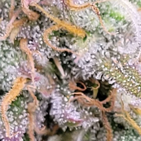 BubbleGum #2 growlog timeline photo