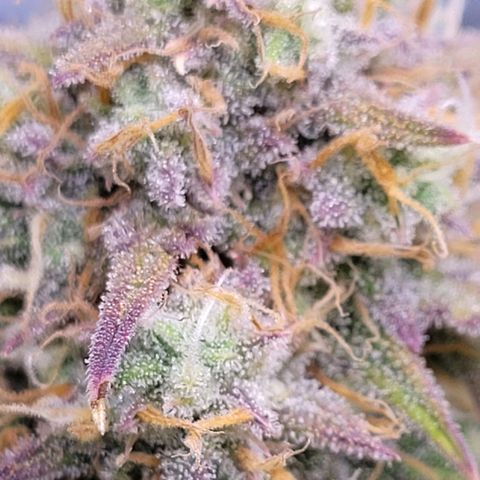 BubbleGum #2 growlog timeline photo