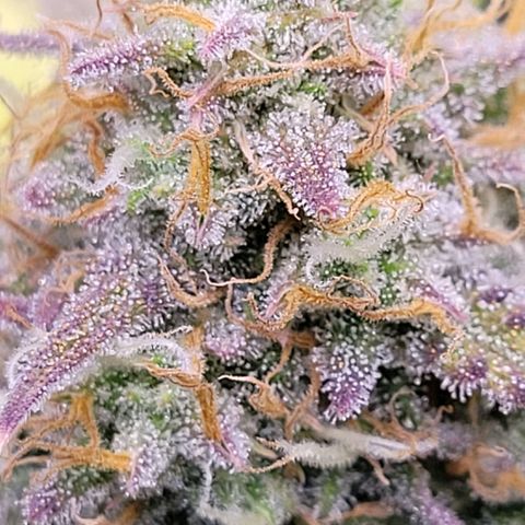 BubbleGum #2 growlog timeline photo