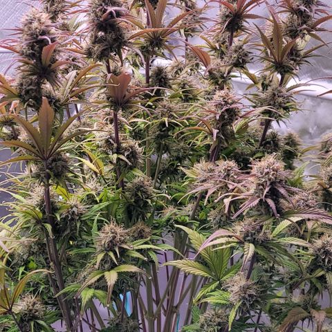 BubbleGum #1 growlog timeline photo