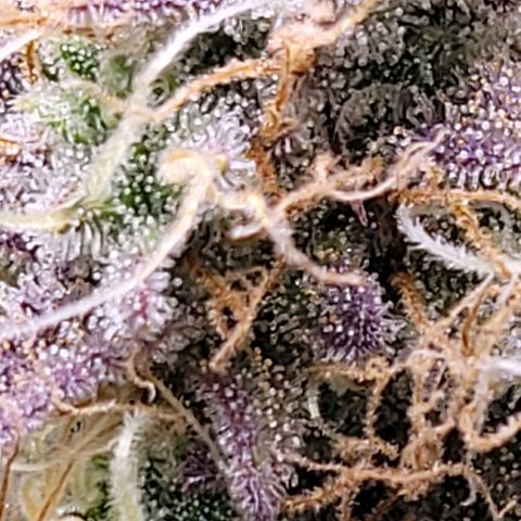 BubbleGum #1 growlog timeline photo