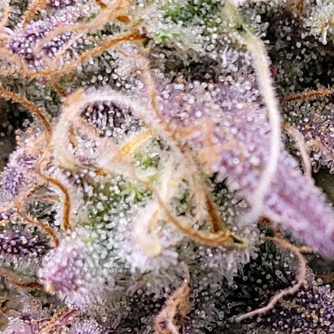 BubbleGum #1 growlog timeline photo