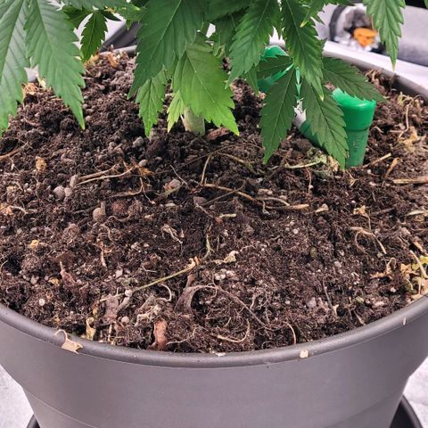 Pearli growlog photo: Die neue Ladung Dünger ein gearbeitet