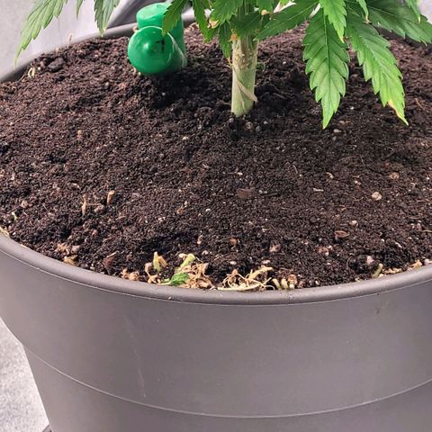 Pearli growlog photo: Mit Erde frisch ab gedeckt den Dünger