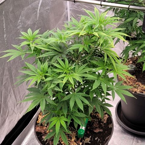 Pearli growlog timeline photo