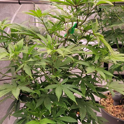 Pearli growlog timeline photo