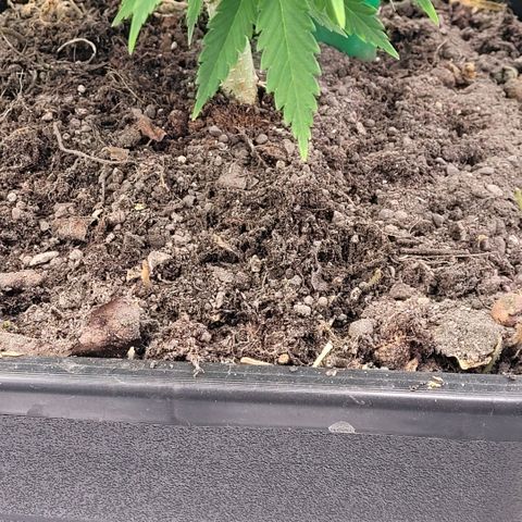 Berry growlog photo: Auch hier 1% vom Erdvolumen Feststoff Dünger ein gearbeitet