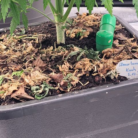 Berry growlog photo: Hier auch auf den ein gearbeitete Feststoff Dünger eine feuchte Schicht Erde gelegt und mit ein wenig Mulch ab gedeckt