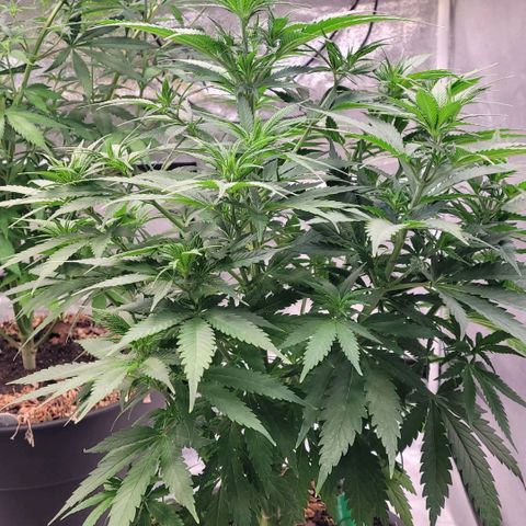 Berry growlog timeline photo