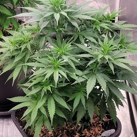 Berry growlog timeline photo